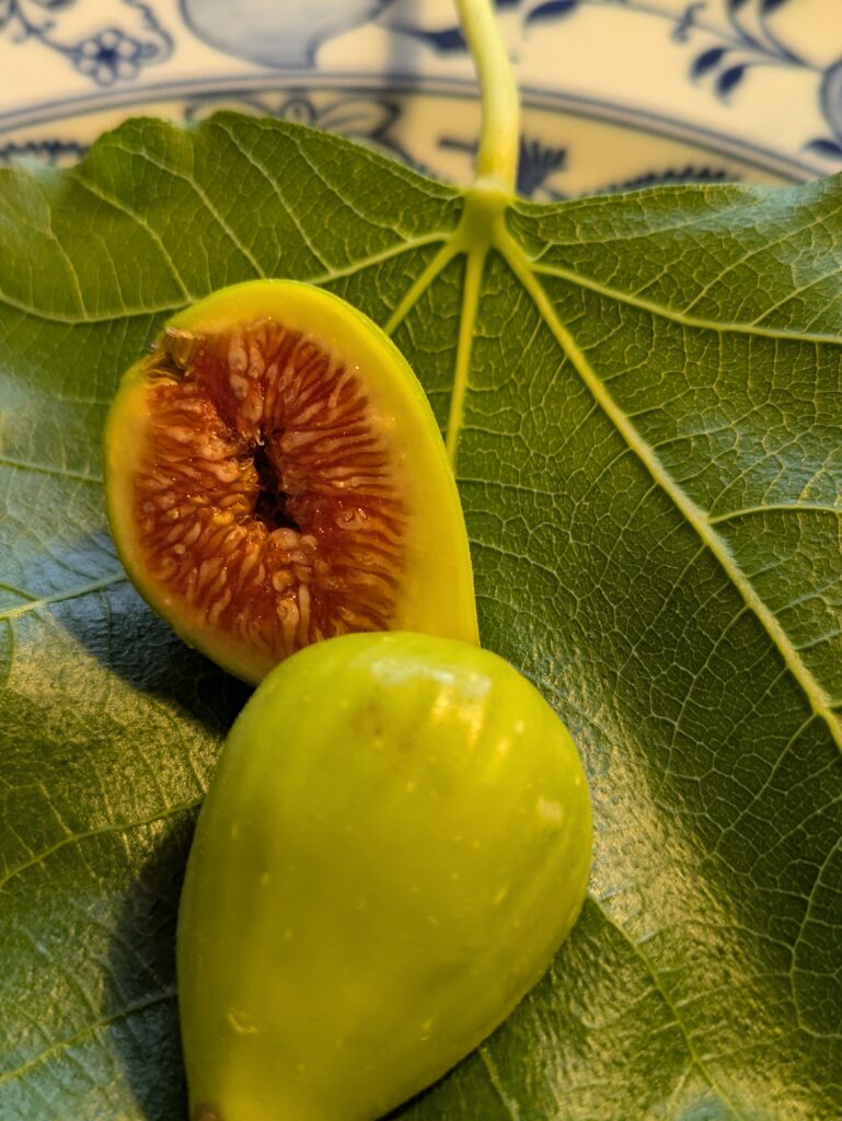 Ficus carica Sucrette