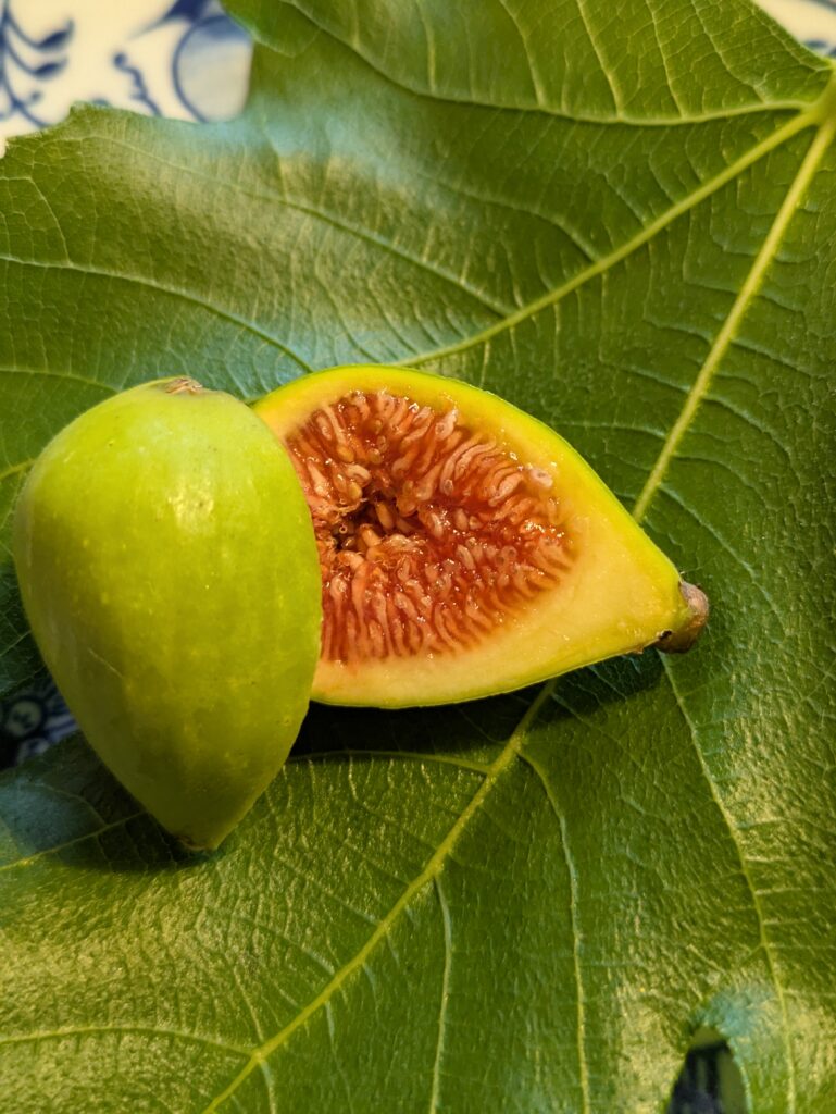 Ficus carica Sucrette