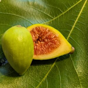 Ficus carica Sucrette