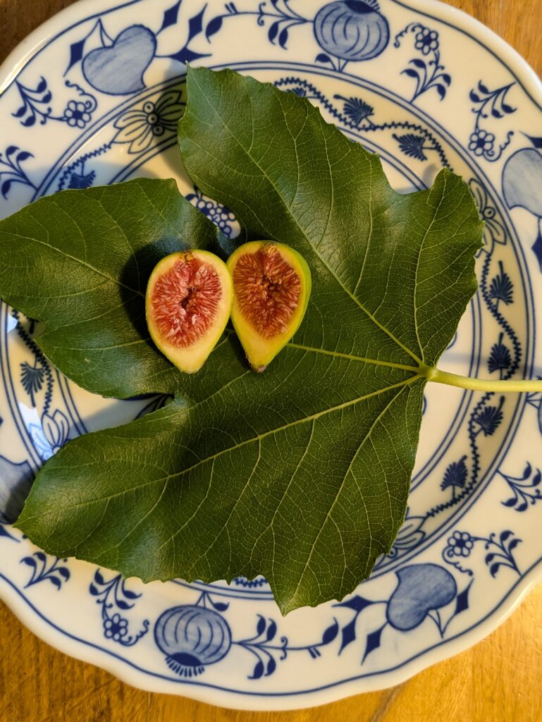 Ficus carica Sucrette