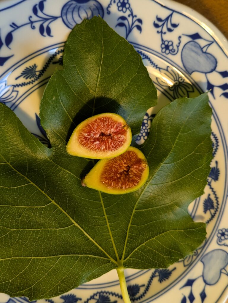 Ficus carica Sucrette