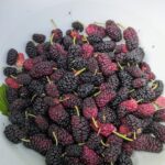 Frisch geerntete maulbeeren in schale