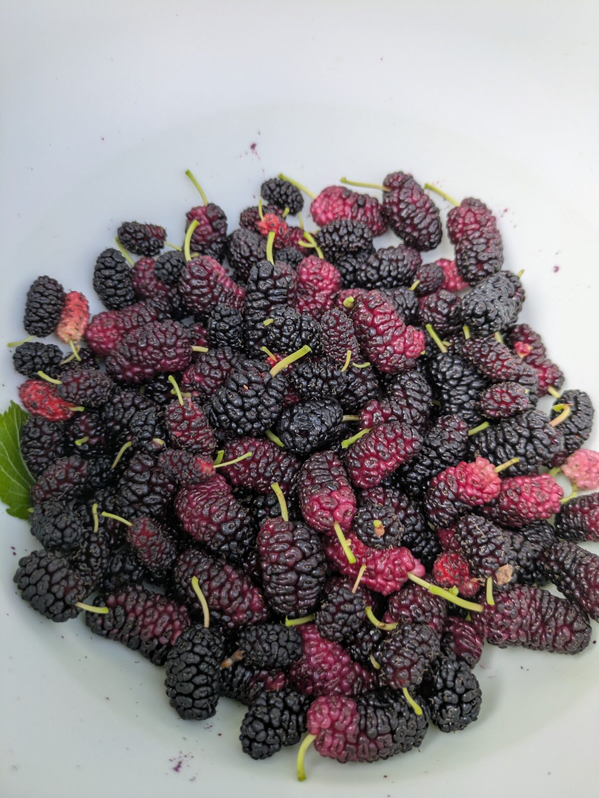 🌿 Sind Maulbeeren wirklich so gesund – und falls ja, warum? 1 Frisch geerntete maulbeeren in schale