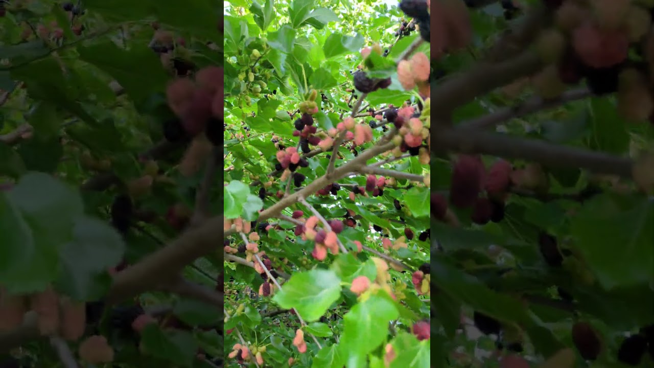 Maulbeeren ernte #feige #frutenfraten #vegan #maulbeere #morus