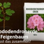 Feigen und rhododendronerde