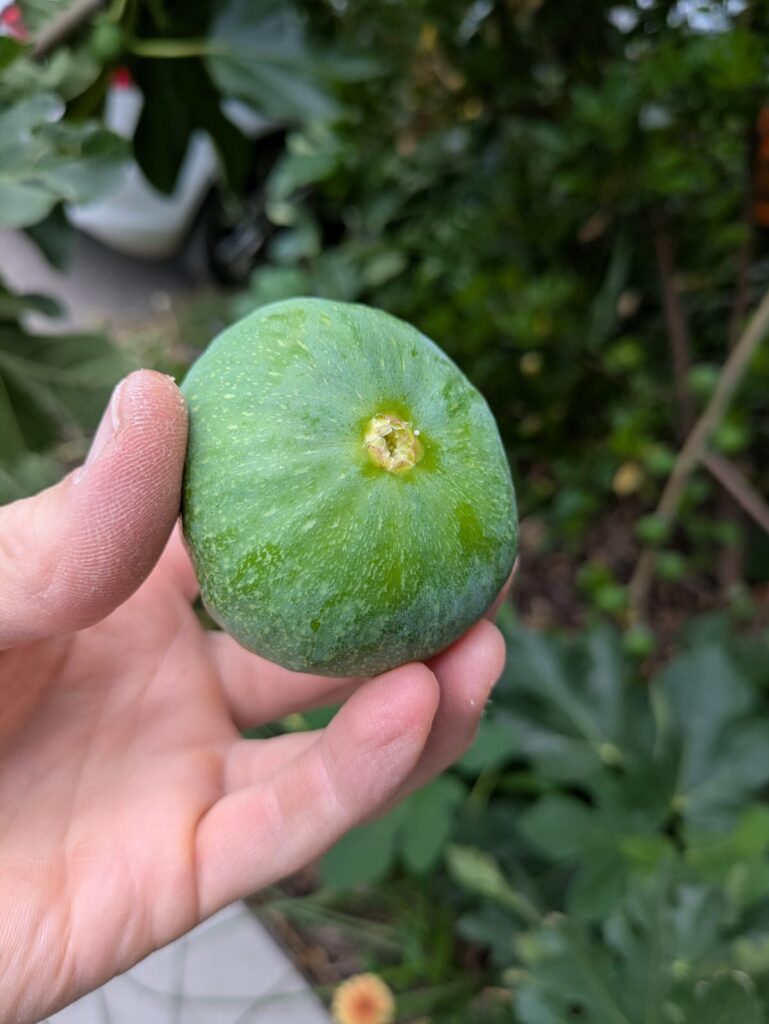 Ficus carica jannot feige 1
