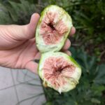 Ficus carica jannot feige 2