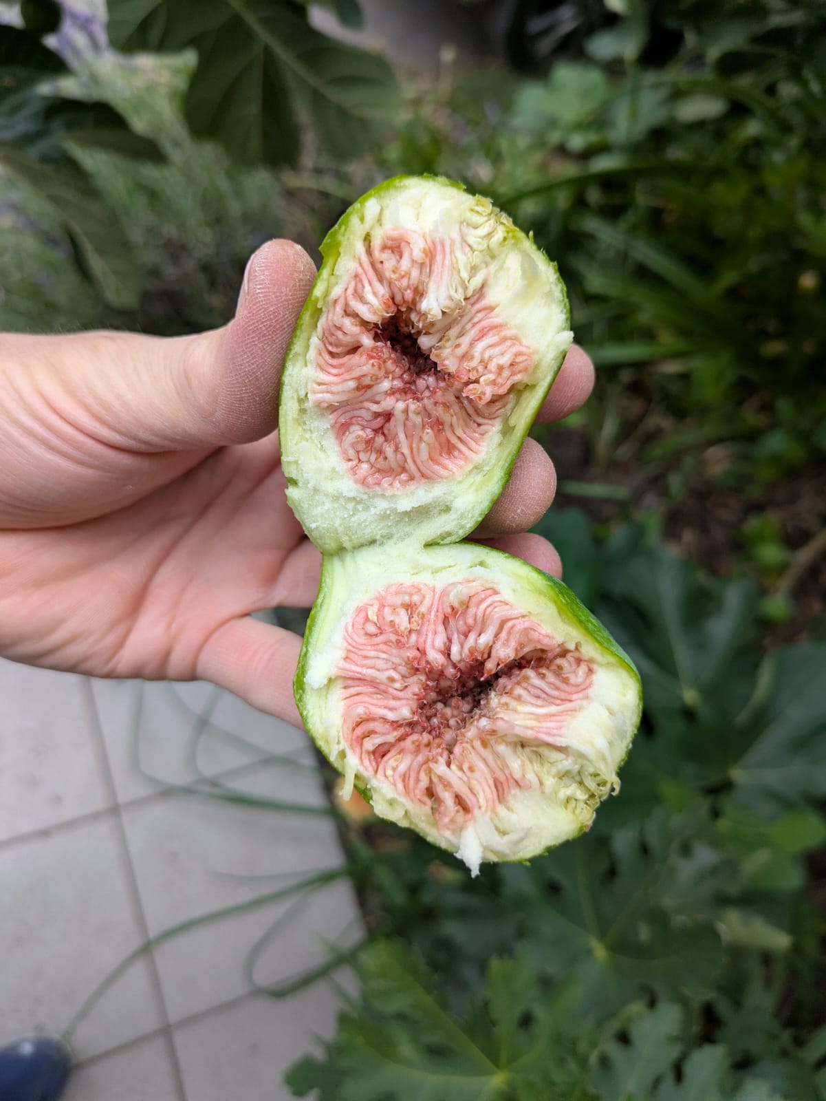 Ficus carica jannot feige 2