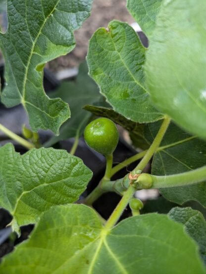 Ficus carica Hardy Chicago