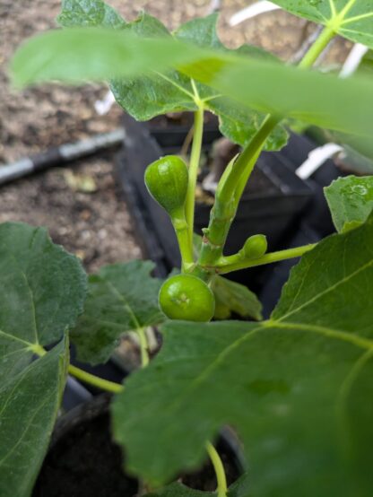 Ficus carica Hardy Chicago