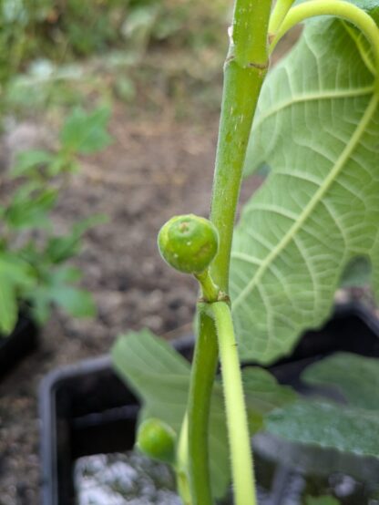 Ficus carica Hardy Chicago