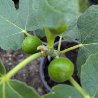 Ficus carica Hardy Chicago
