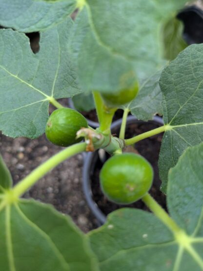 Ficus carica Hardy Chicago