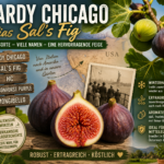 hardy chicago sals fig