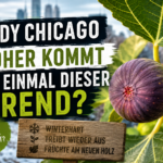 hardy chicago trend